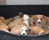 8 Wochen alte Pitbull Welpen...